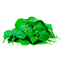 sostav